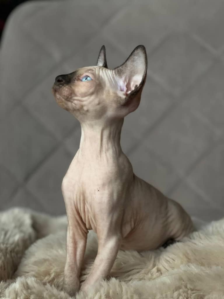 Сфінкс з блакитними очима потягує спинки на білому шерстяному пледику