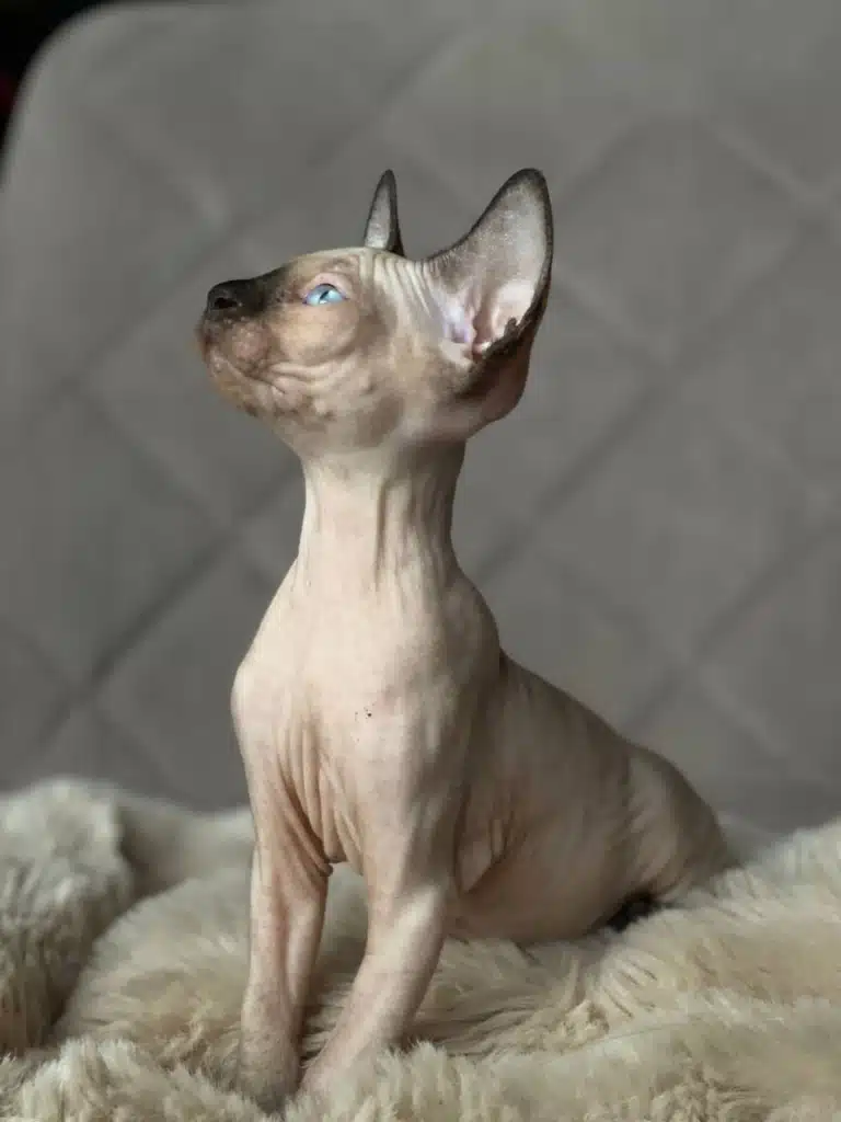 Сфінкс з блакитними очима потягує спинки на білому шерстяному пледику