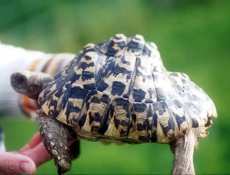 Людина показує цікавий окрас черепахи та її розмір