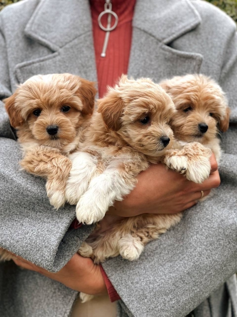 Три маленьких та доглянутих мальтіпу на ручках дівчини у сірому пальто