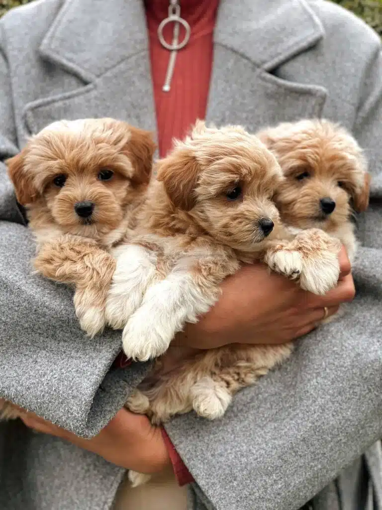 Три маленьких та доглянутих мальтіпу на ручках дівчини у сірому пальто