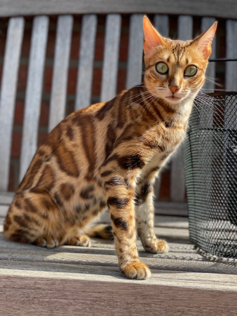 Бенгальський кіт спійманий на гарячому на полосатому дивані
