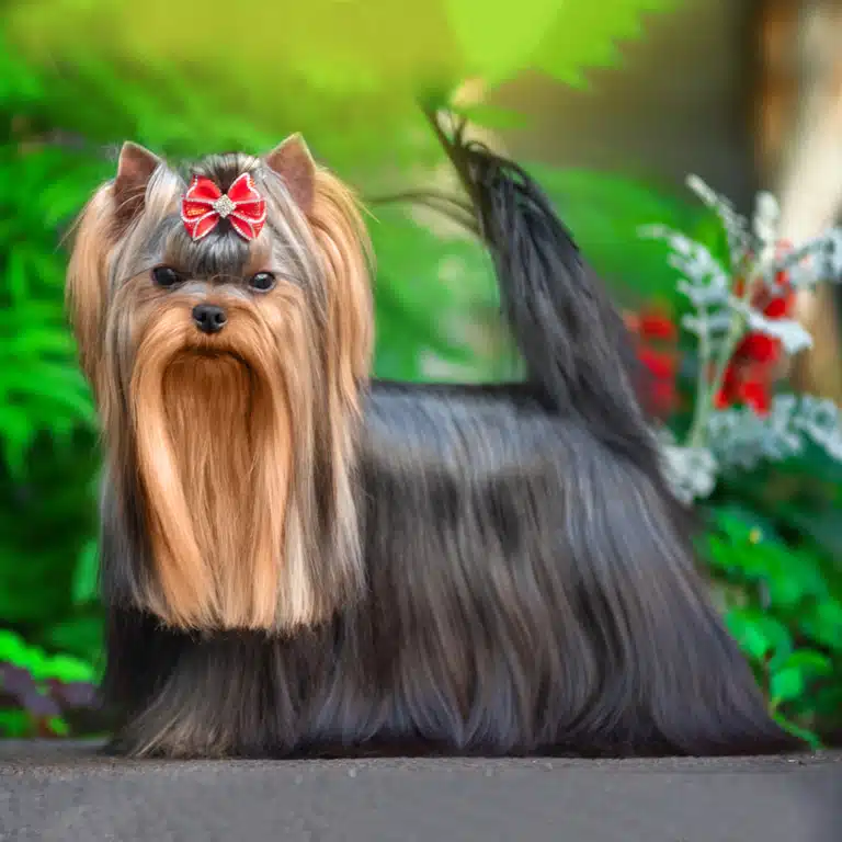 Породна зачіска йорка прикрашена червоним бантиком з білим камінцем