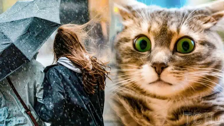 Кіт з зеленими очима в шоці від сильного вітру на вулиці