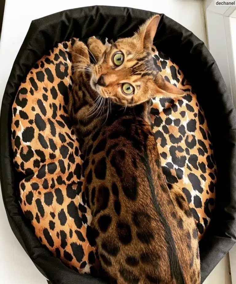 Бенгальський кіт зручно вмостився на новій леопардовій лежанці