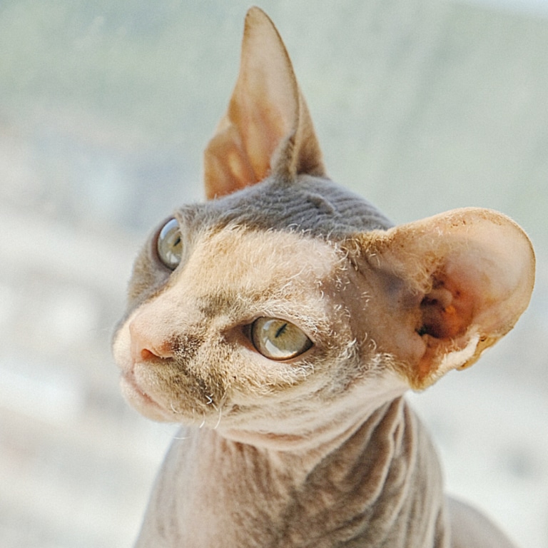 Навіть на шкірі сфінкса можна побачити трохи рідкої короткої шерсті