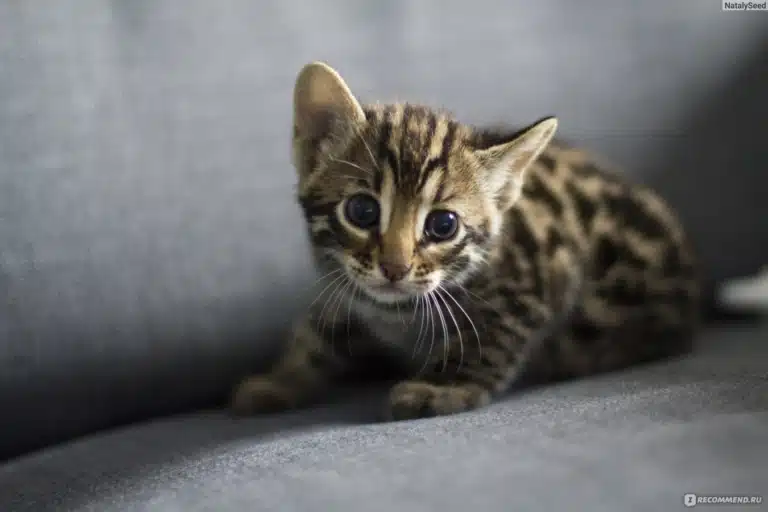 Кошеня бенгальської породи насторожено прилягло на сірому дивані