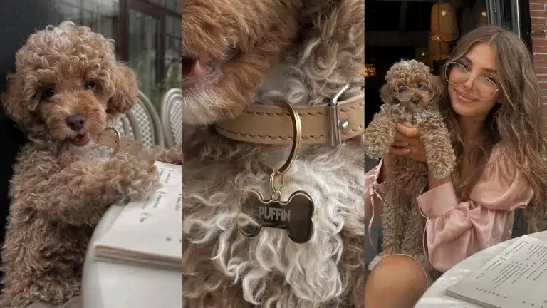 Кудрявий мальтіпу приміряє на себе окуляри дівчини