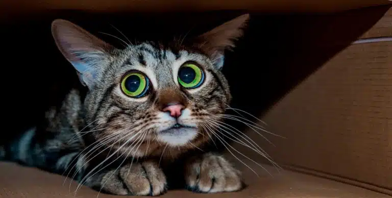 Кіт сховався у коробці та спостерігає, що коїться зверху