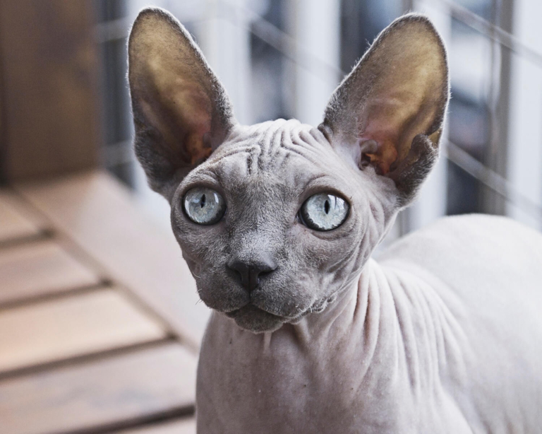 Сфінкс уважно вслухається, що шарудить за дверима