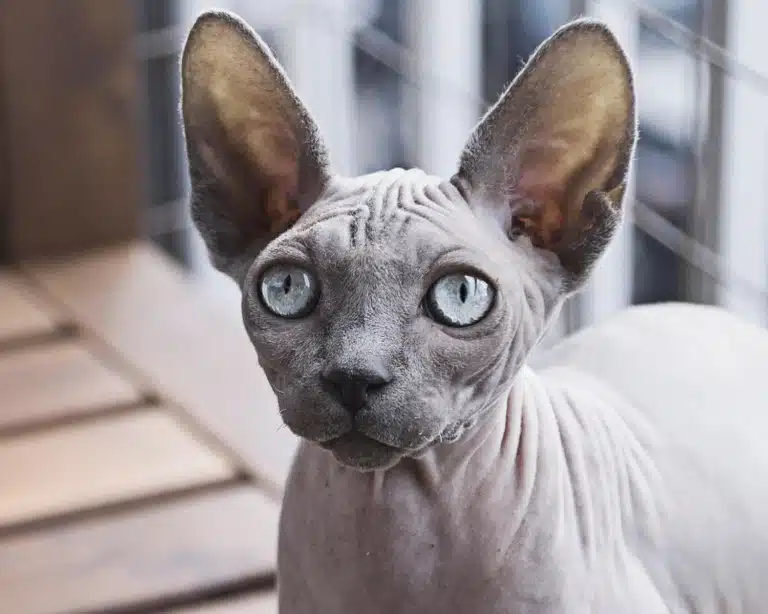 Сфінкс уважно вслухається, що шарудить за дверима