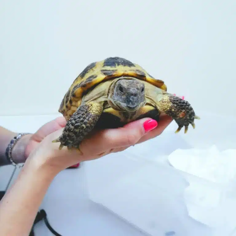 Черепаха відчуває тепло від долоні дівчини з малиновим манікюром