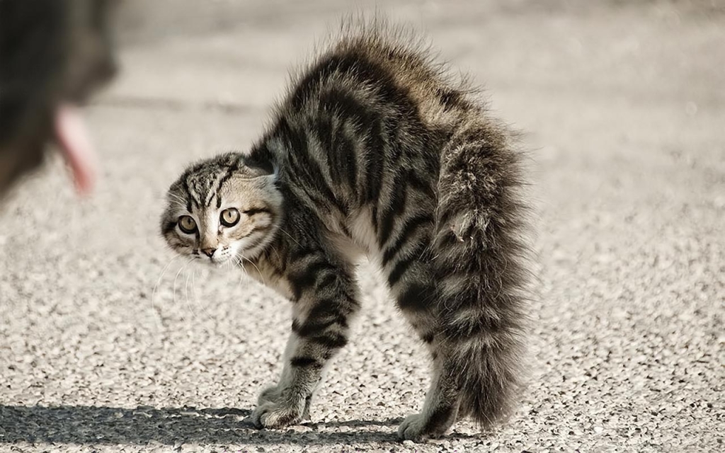 Curated visual reference: Picture Idea: Why Is Your Cat Afraid Of Grooming And How To