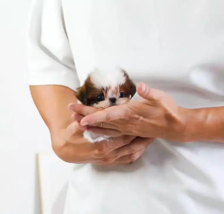 Цуценя в надійних руках людини в білій футболці