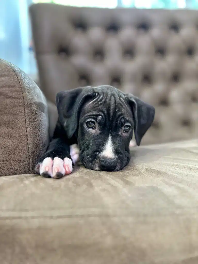 Цуценя стаффа засмутився, що власники вчасно не прийшли за ним після грумінгу