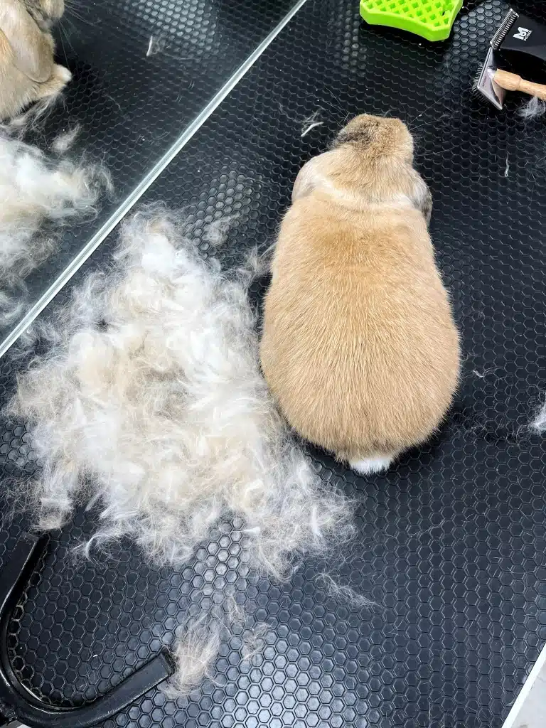 Навіть короткошерстий кролик потребує вичісу шерсті