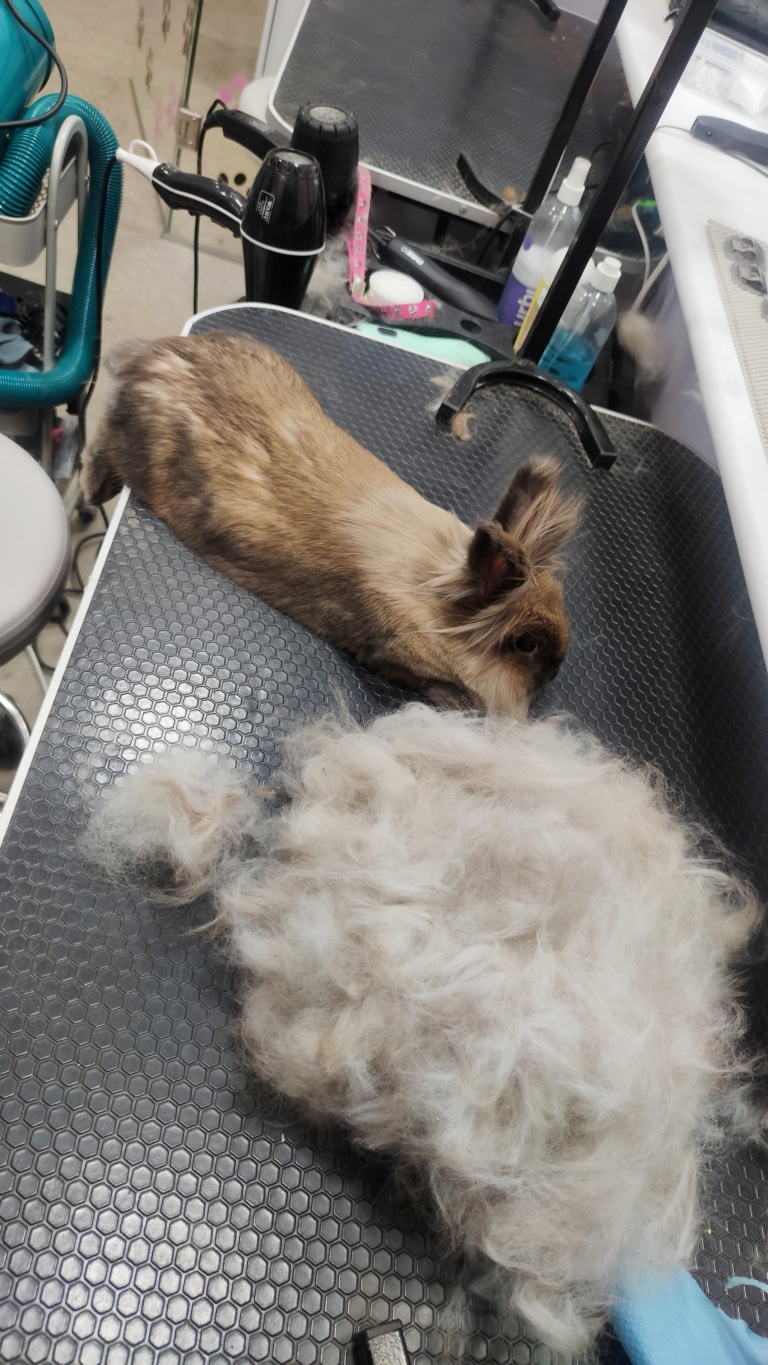 Кролик, не зважаючи на темну шерсть, має світле підшерстя