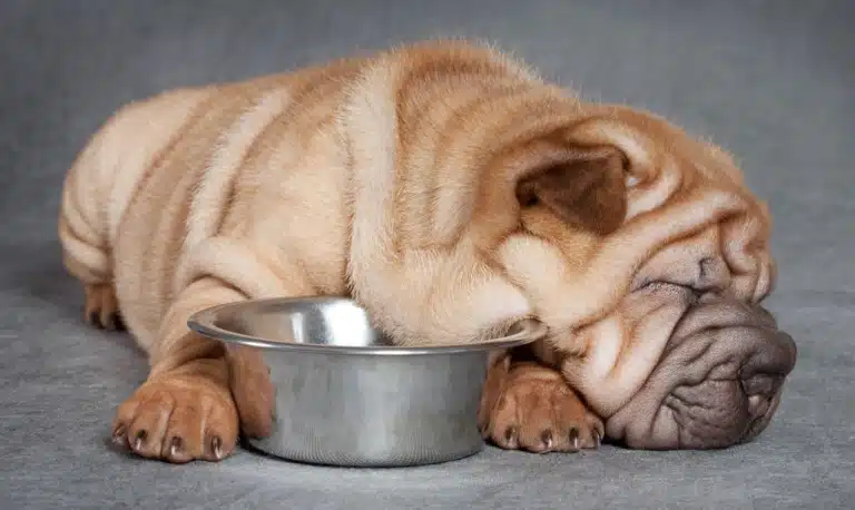 Собака заснув поруч з пустою мискою після сніданку