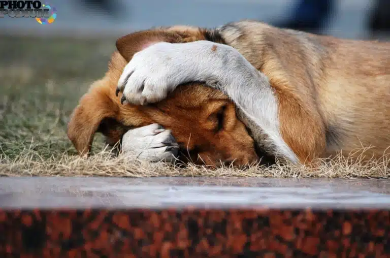 Собака затуляє голову лапами, поки спить