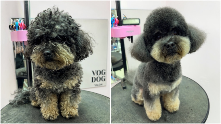 Собака мальтіпу до та після грумінгу у мережі салонів стрижок для собак