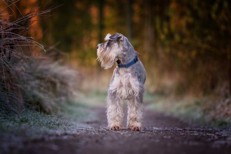 Цвергшнауцер щось побачив в лісі, поки йшов до власника