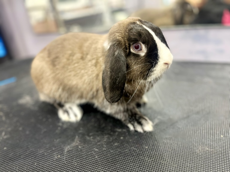 Кролик трохи побоюється підстригати кігті