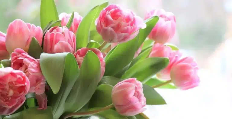 Рожеві піоновидні тюльпани з зеленим листям