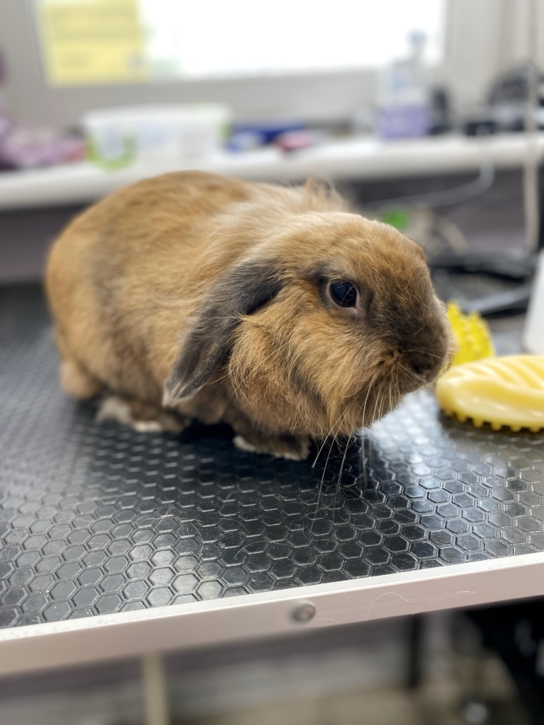 Довговухий кролик чекає на початок доглядових процедур