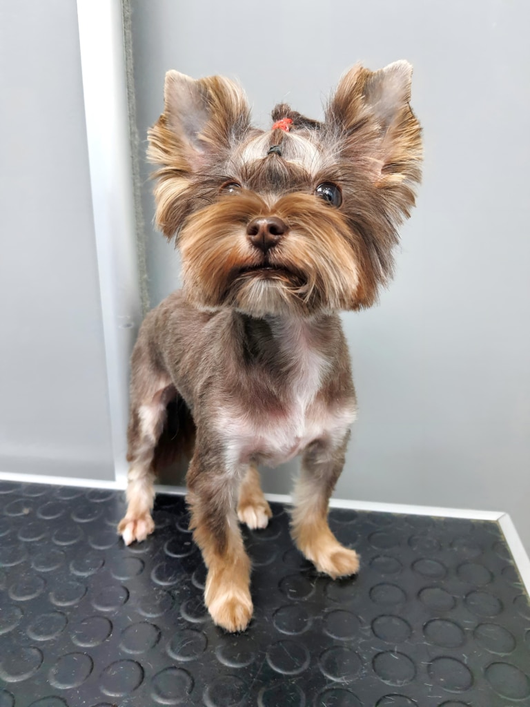 Йорк з топ кнотом позує для фото після стрижки за побажанням власниці