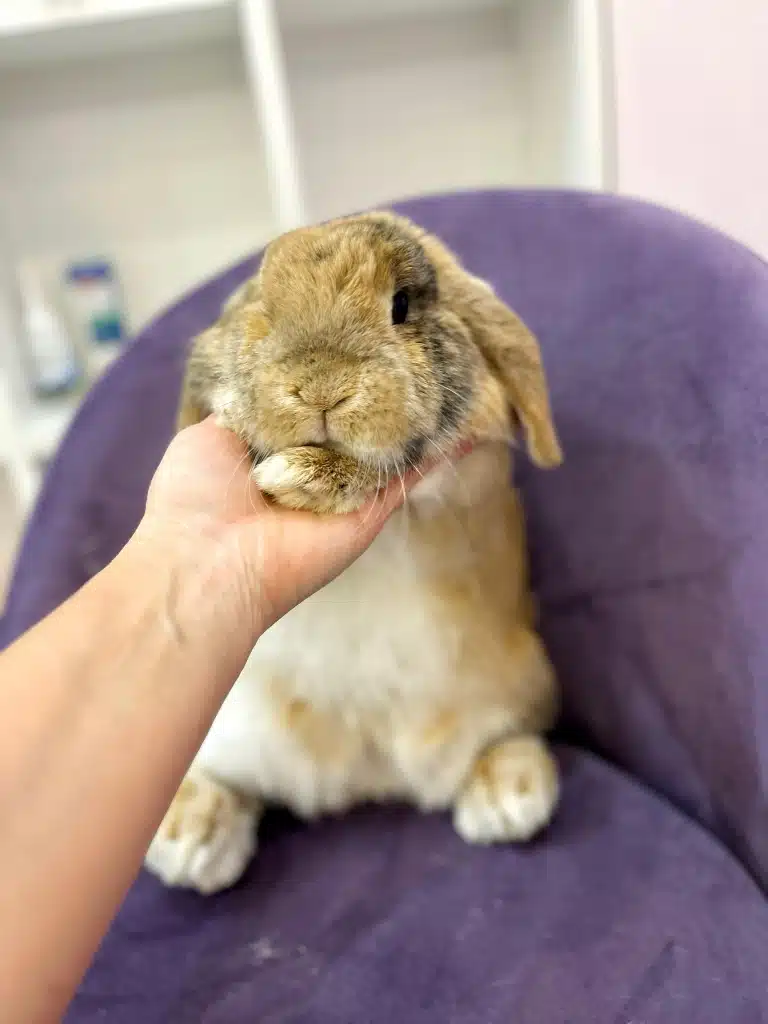 Кролик дав передні лапки грумеру, поклавши на них мордочку