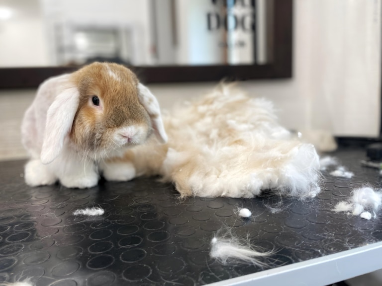 Кролик обмірковує, що робити зі своєю старою шерстю