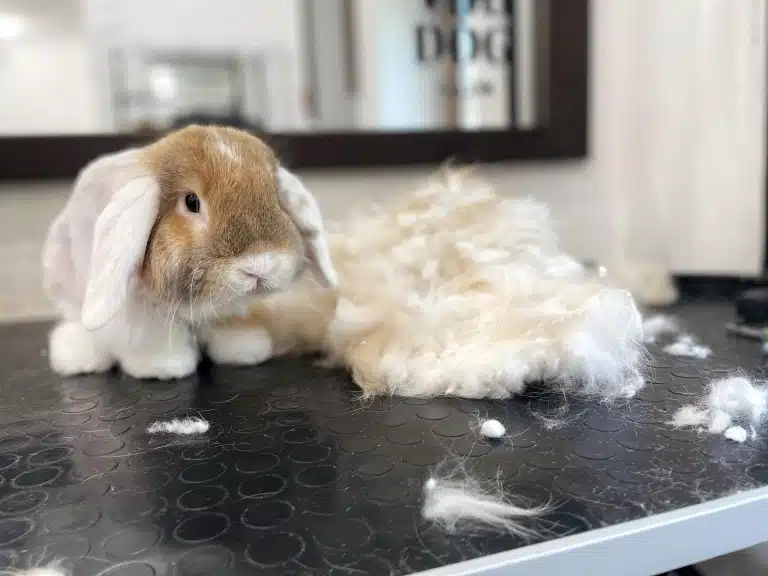 Кролик обмірковує, що робити зі своєю старою шерстю