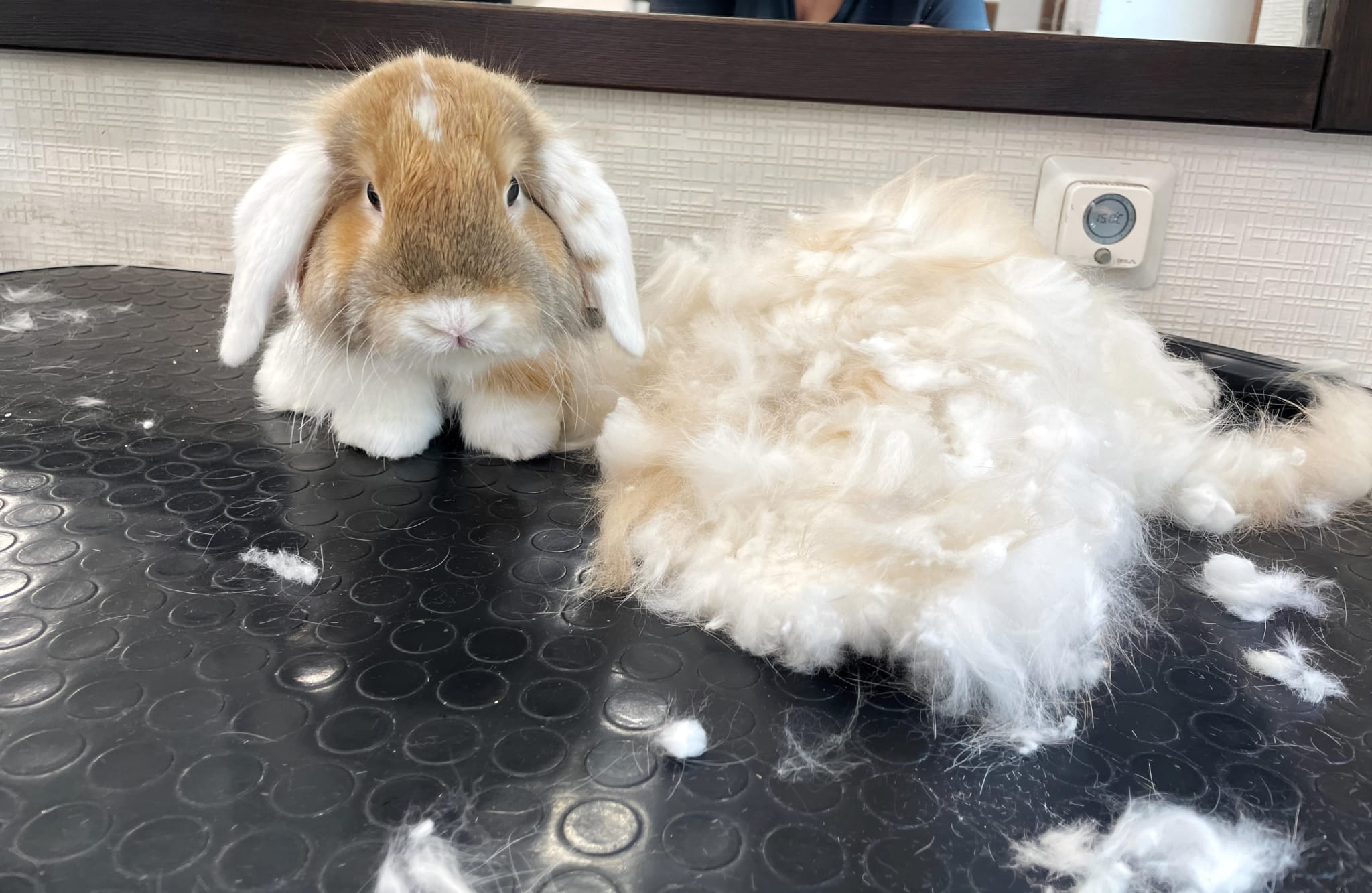 Кролик пропонує свою шерсть всім бажаючим