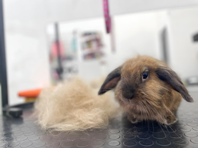 Кролик зовсім не здивований кількості вичесаної шерсті