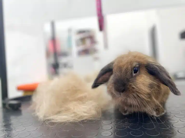 Кролик зовсім не здивований кількості вичесаної шерсті