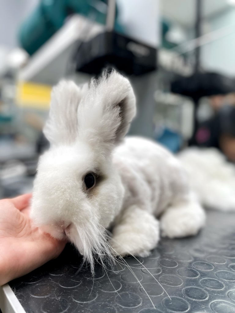 Кролик втомився після стрижки і засинає на долоні грумера