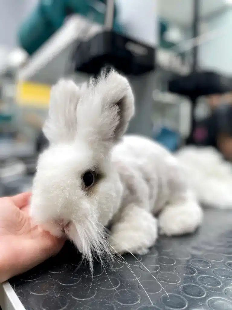 Кролик втомився після стрижки і засинає на долоні грумера