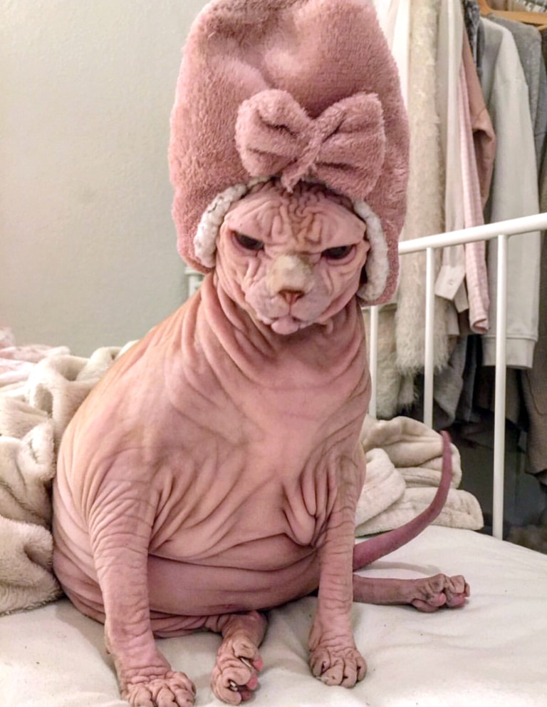 Вечірні банні процедури сфінкса в тюрбані