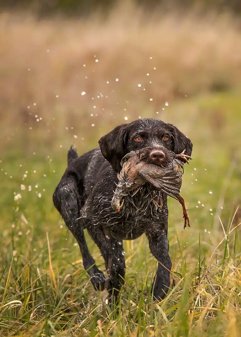 Дратхаар несе птицю під час полювання