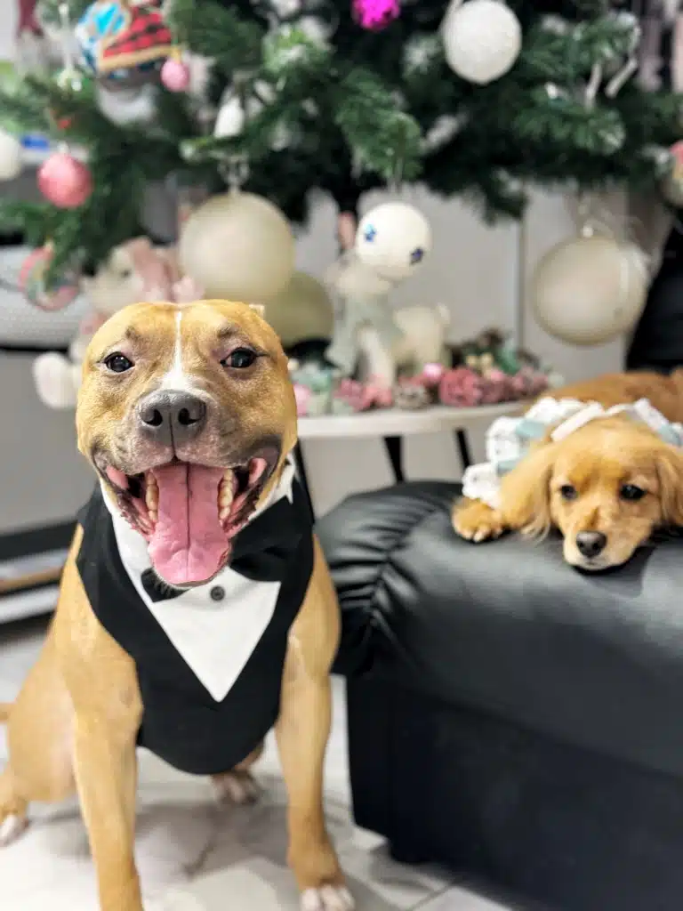 Стаффордширський тер'єр у фраку на фоні різдвяної ялинки посміхається