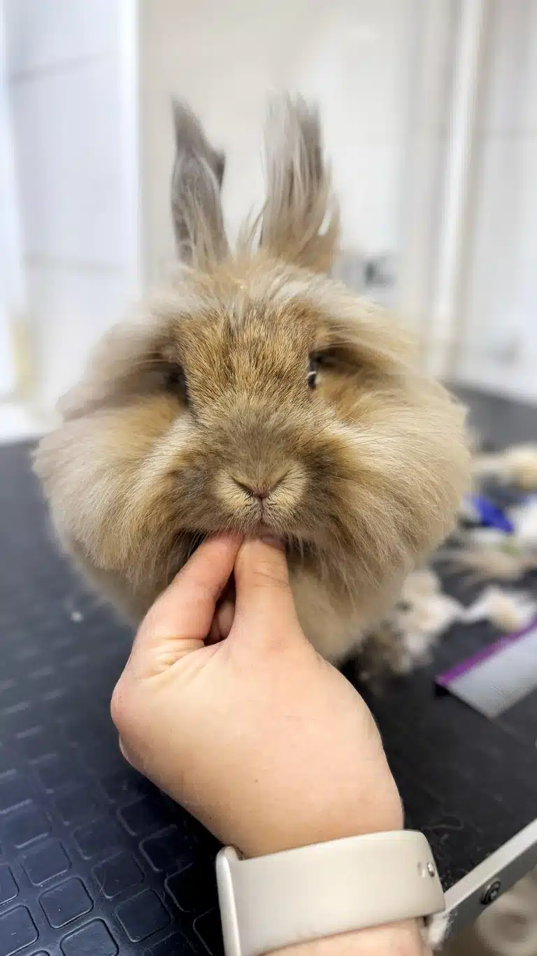 Грумер підстриг шерсть в зоні очей, щоб кролик міг бачити світ