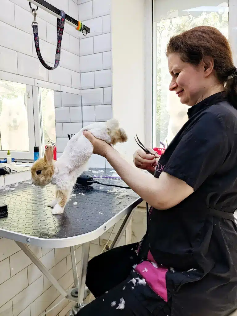 Грумер V.O.G DOG SALON ножицями зістригає шерсть з задніх лапок кролика
