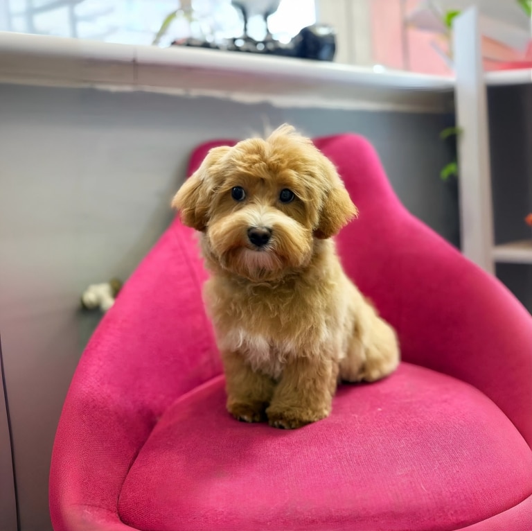 Маленький мальтіпу після першої стрижки сидить на рожевому стільці