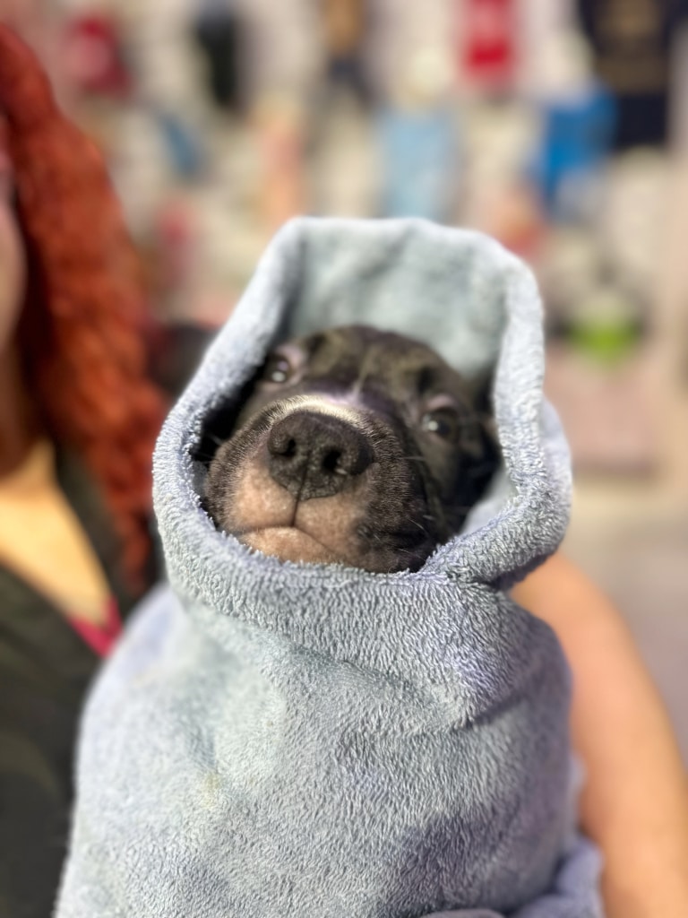 Цуценя страффордширського тер'єра дбайливо загорнуте у сірий рушник
