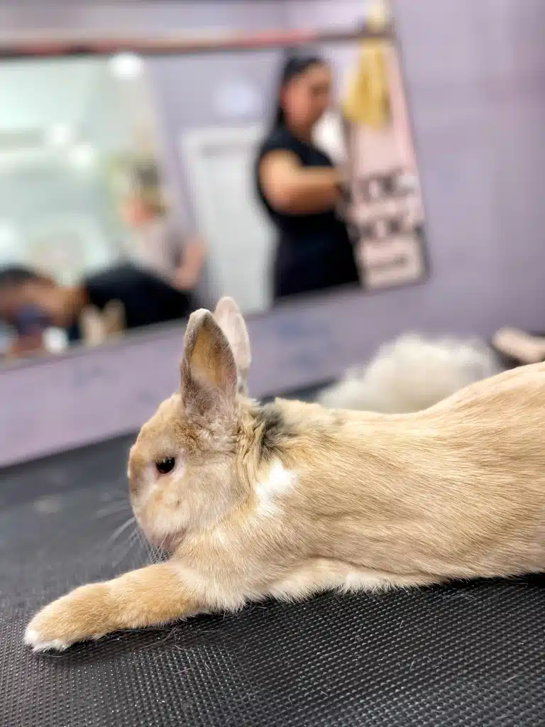 Кролик розлягся на грумерському столі в оікуванні свої батьків