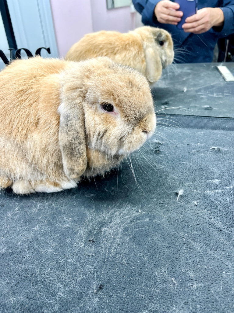 Кролик в очікуванні професійного догляду від улюбленого грумера
