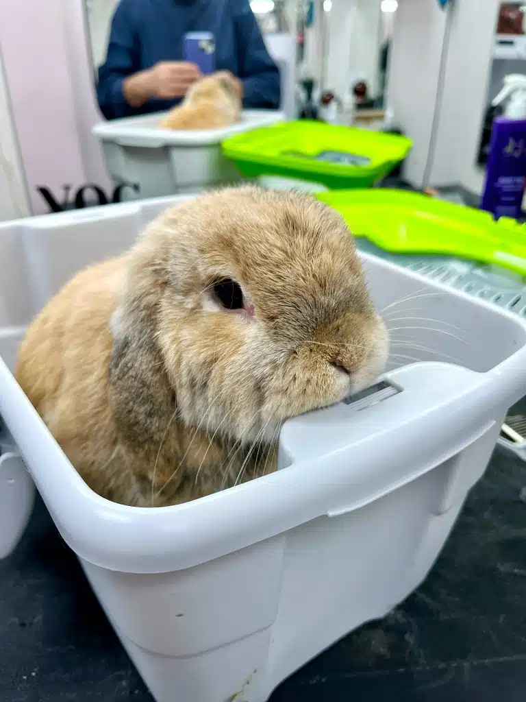 Банні процедури для кролика можуть бути приємними