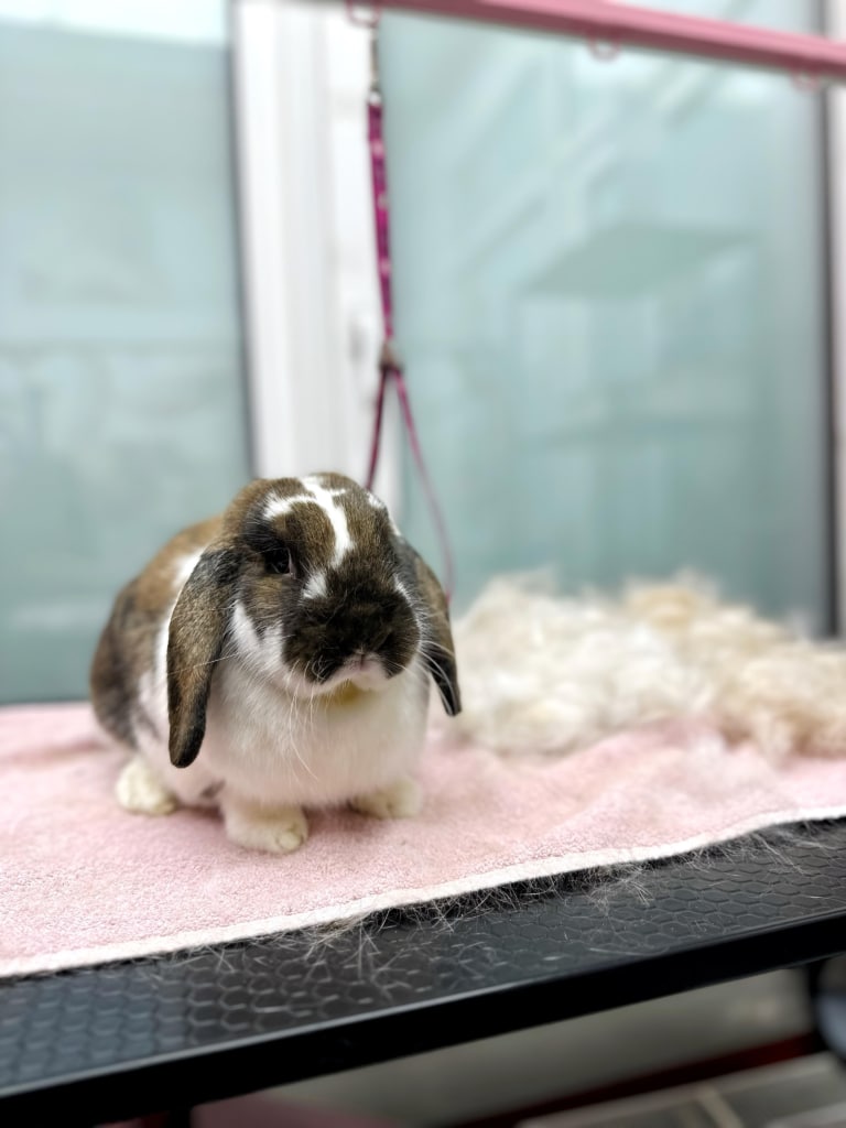 Кролик з довгими вушками показує власниці результат роботи свого грумера