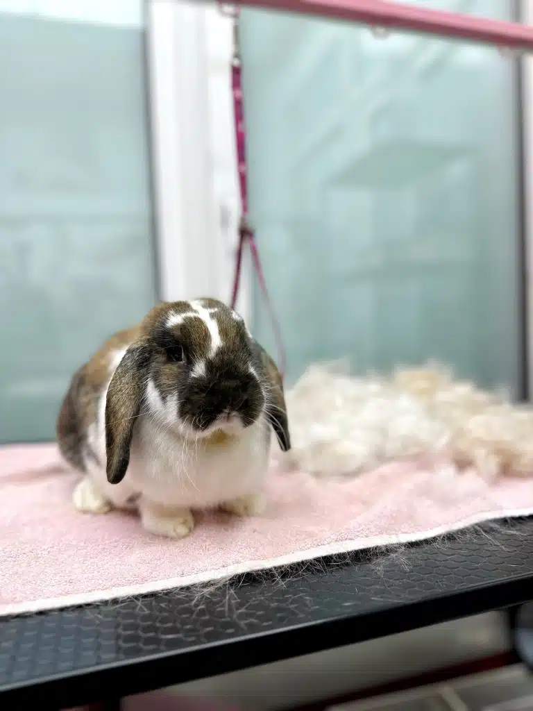 Кролик з довгими вушками показує власниці результат роботи свого грумера