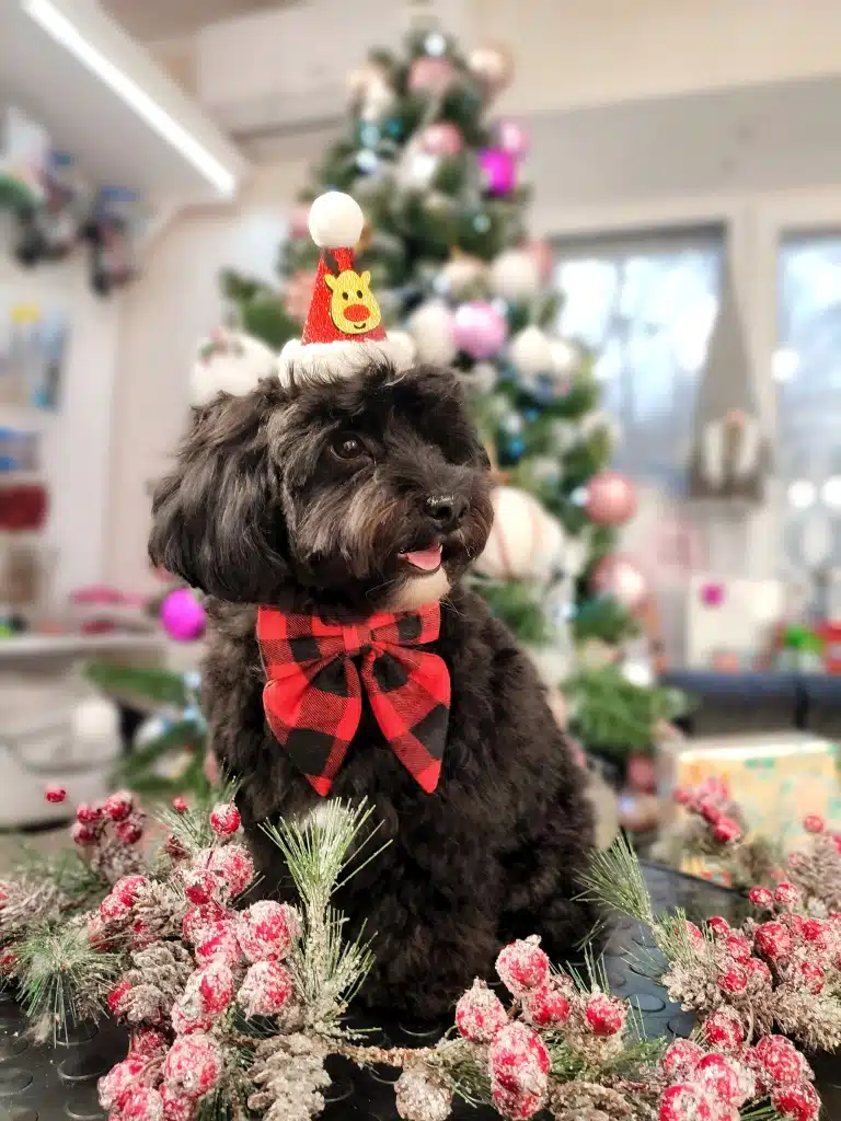 Метис йорка новорічно прикрашений сидить на фоні ялинки